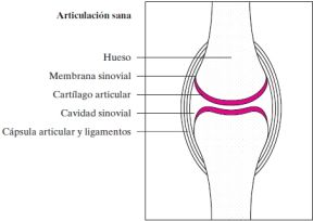 Tina Punto muerto para ver Estructura y funciones de las articulaciones | Organización Mundial Contra  la Artrosis